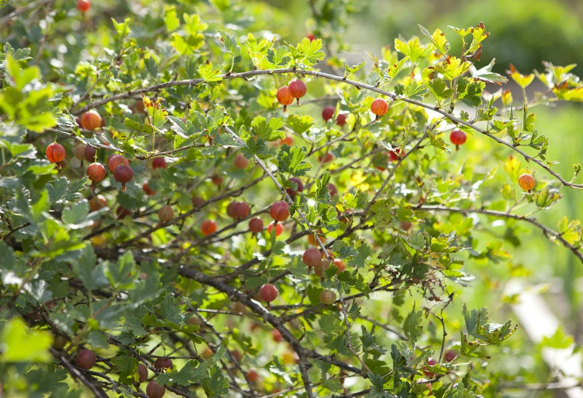 Анна Сапрыкина | Санкт-Петербург
