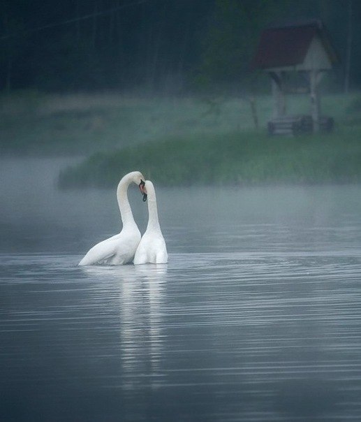 Роман Сурков Котович | Калининград