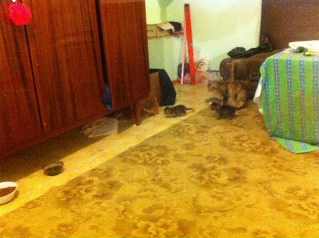 Сергей Леонов | Щекино (деревня)