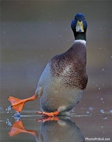 Анна Власкова | Одесса