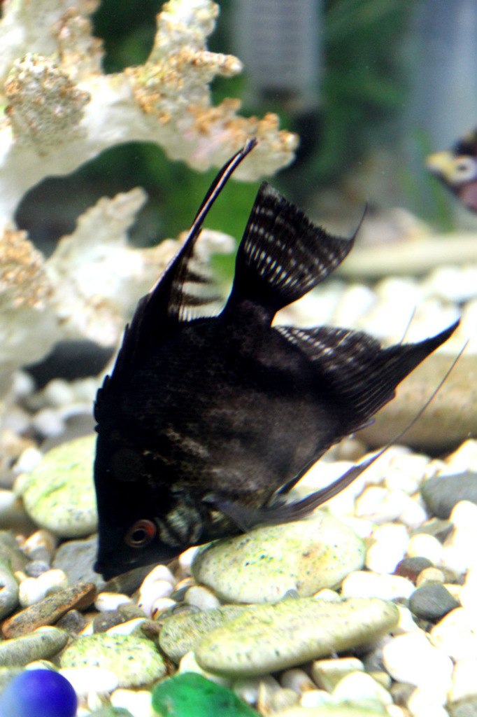 Наталья Агафангелос | Санкт-Петербург