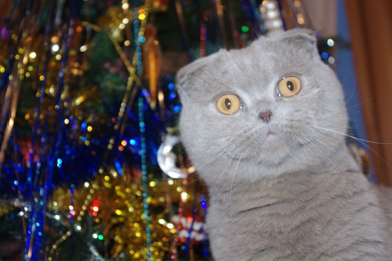 Даша Максимова | Санкт-Петербург