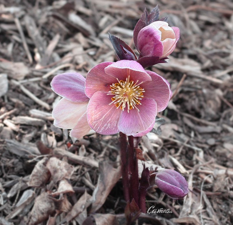 Михаил Меньшов | Санкт-Петербург
