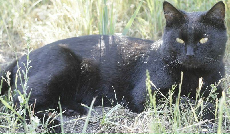 Анна Школяр | Киев