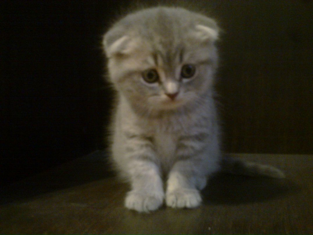 Шамиль Шабанов | Евлах