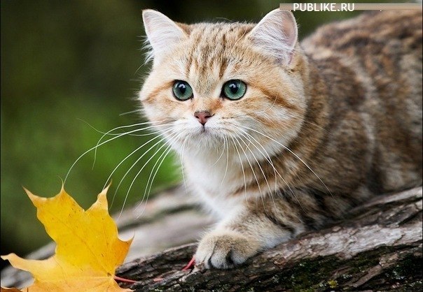 Амир Джамал | Киев