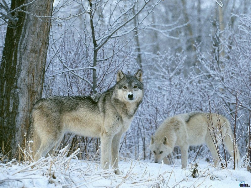 Игорь Команич | Москва