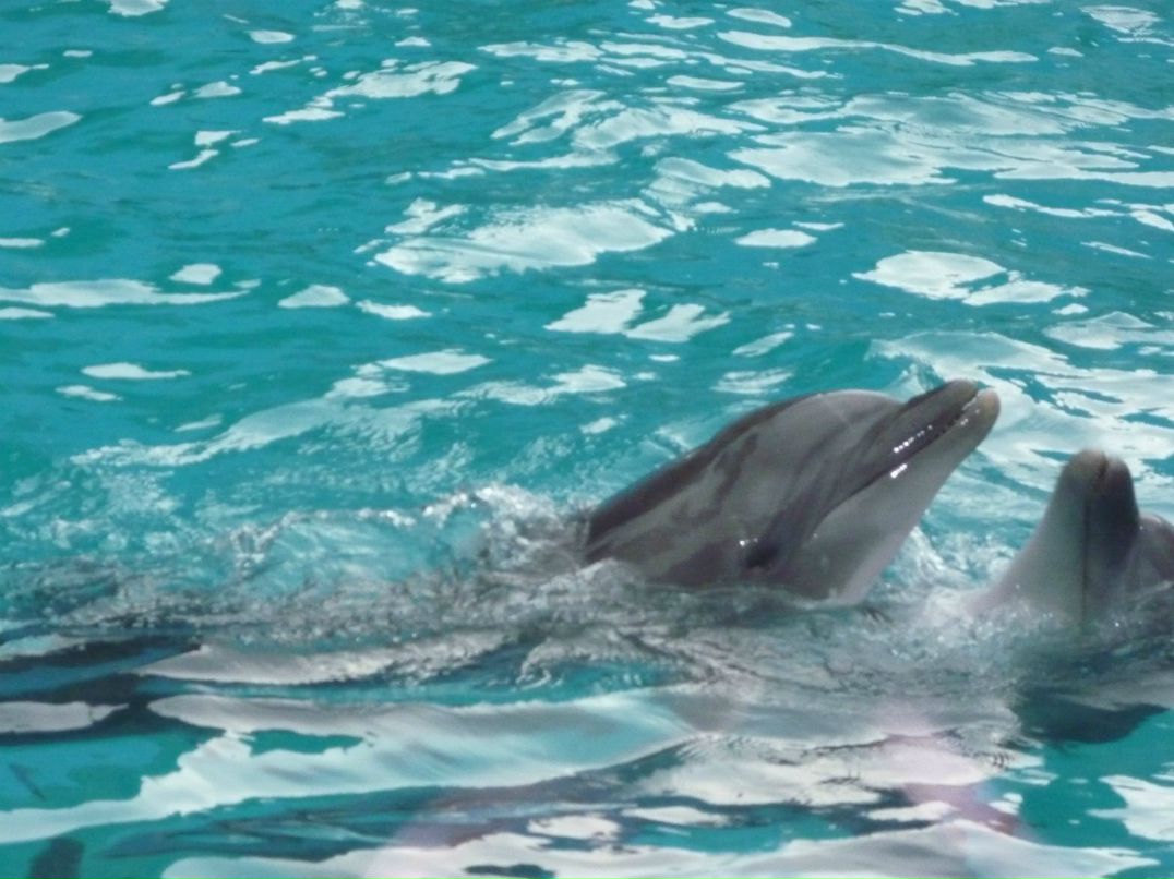 Игорь Яковлев | Вологда