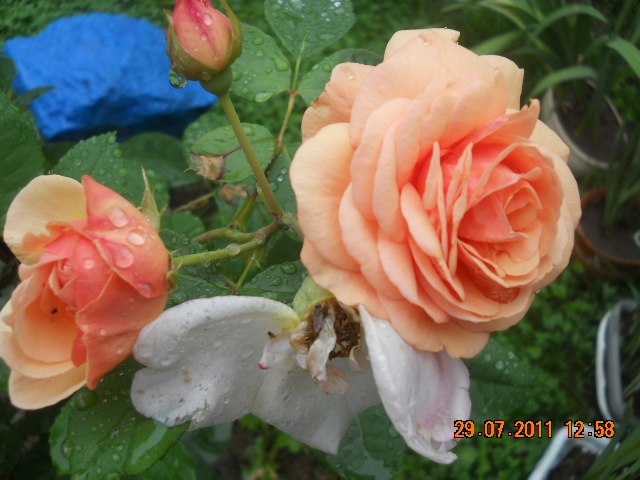 Любовь Трофименко | Лахденпохья