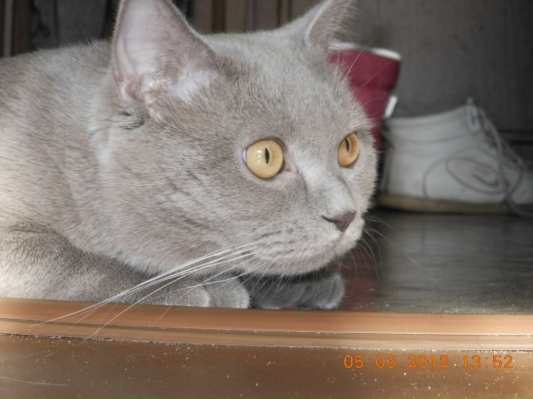 Светлана Гамаюнова | Полтава