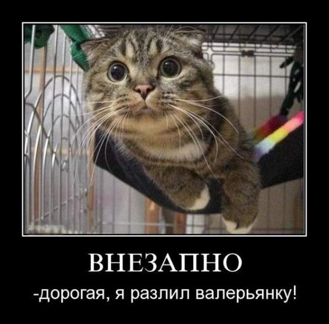 Алексей Афонин | Самара