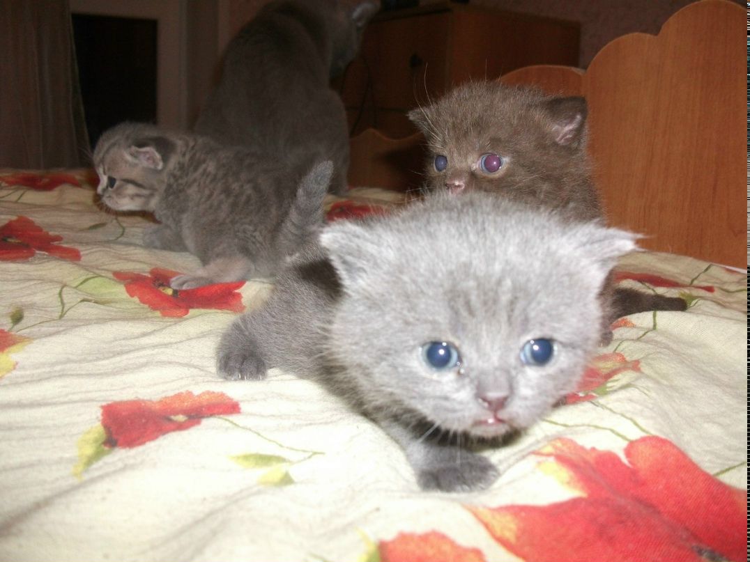 Александр Дундин | Старый Оскол