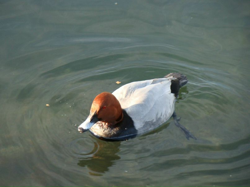 Юлія Буяновська | Жашков