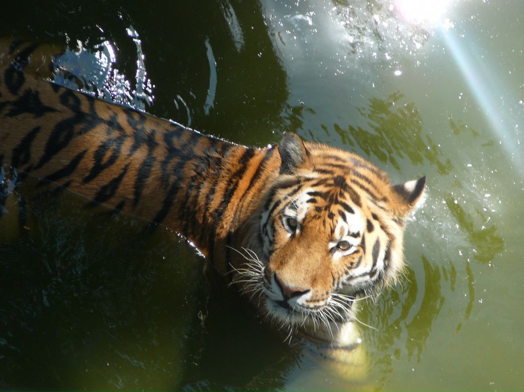 Тотошка Невский @-ка | Санкт-Петербург