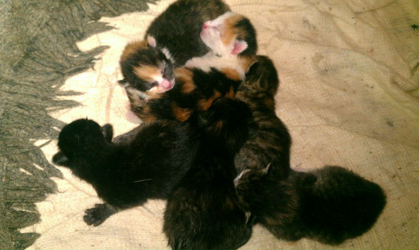 Анютка Репина | Реутов