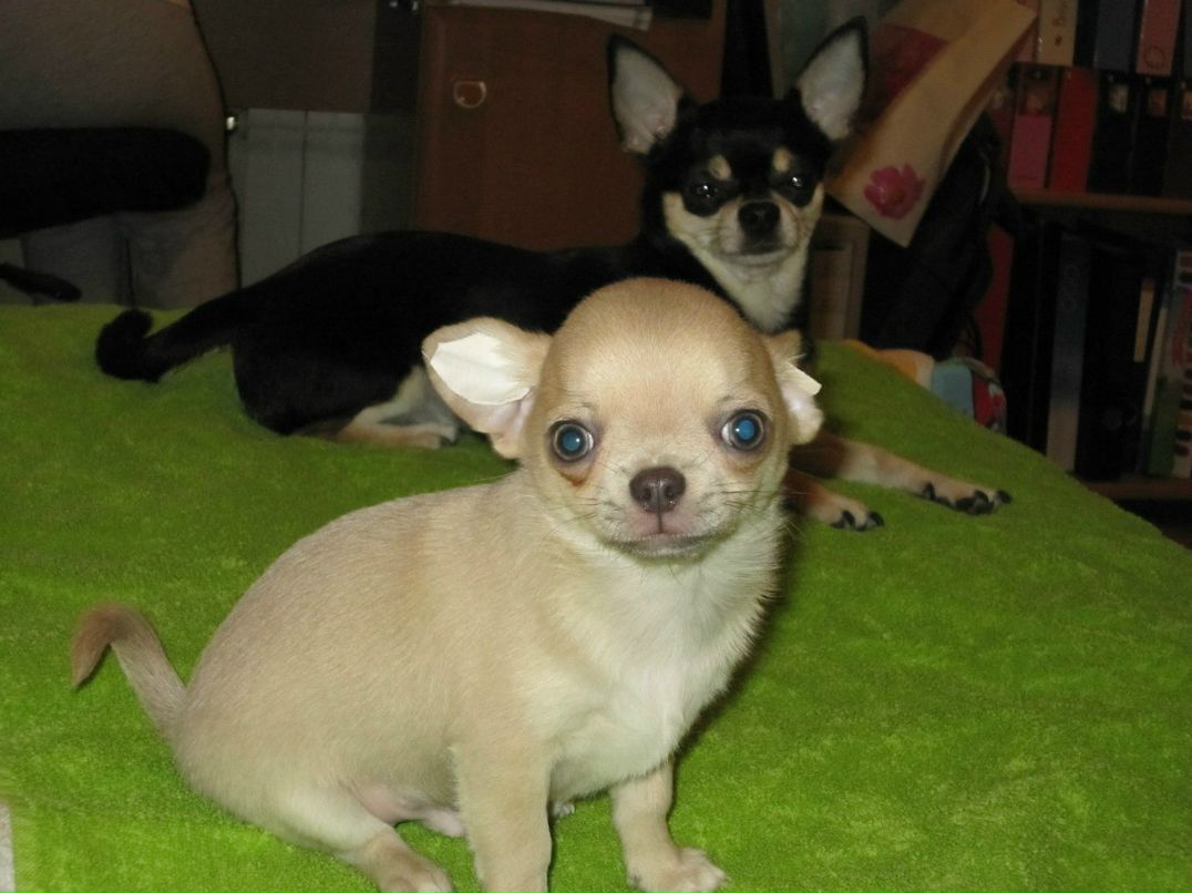 Елена Аврова | Санкт-Петербург