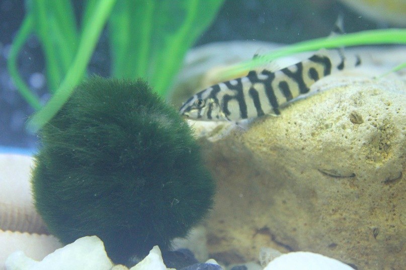 Вероника Жильцова -‘๑’- | Пермь