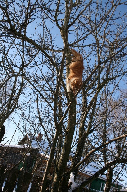 Галина Крамич | Шатура