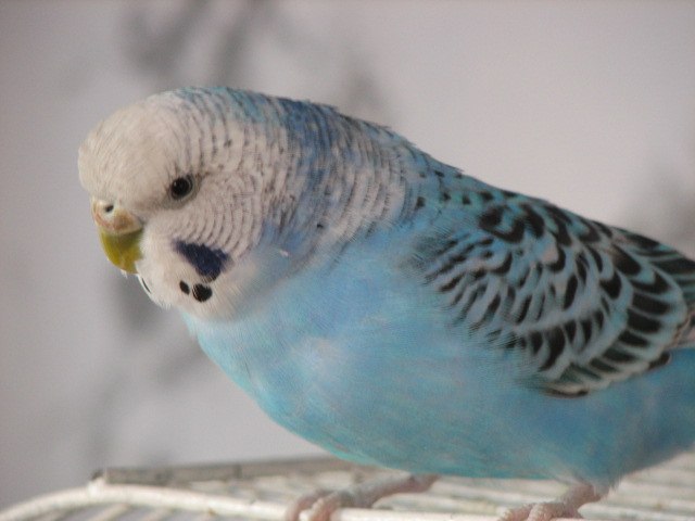 Каринэ Варосян | Москва