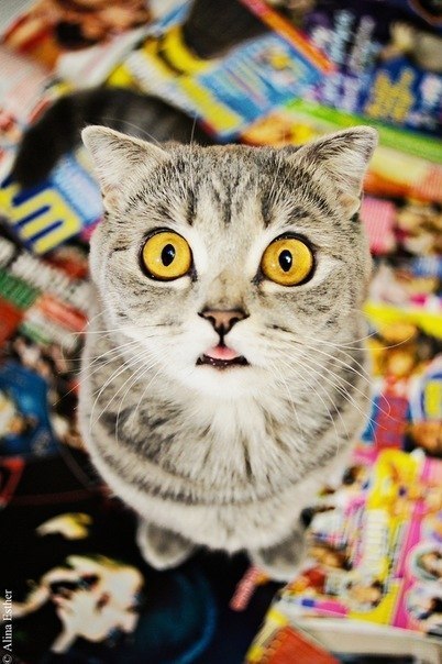 Владимир Звонарёв | Курган