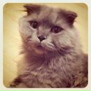 №1, Анна Шуман, Краснодар, Россия