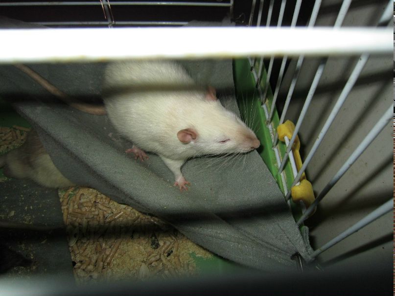 Один Мыха | Санкт-Петербург