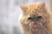 Александр Кононов фотография #13