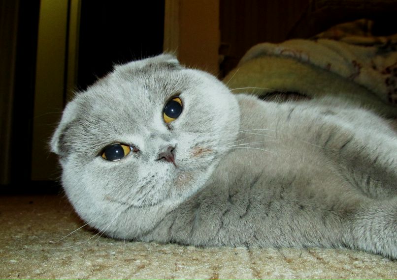 Антон Сорока | Киев