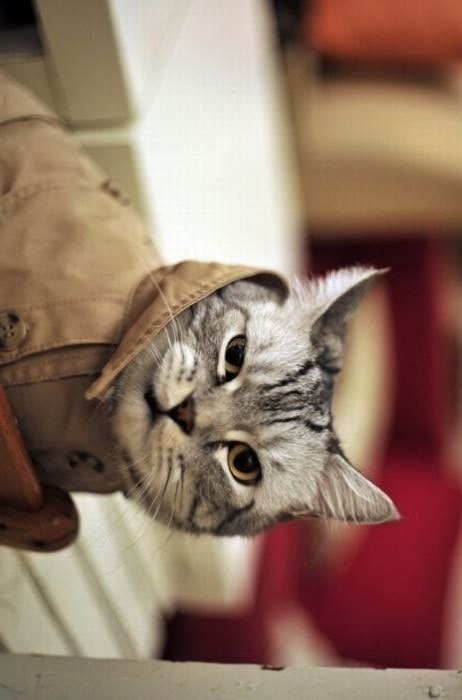 Попробуй Угадай Мяу | Москва