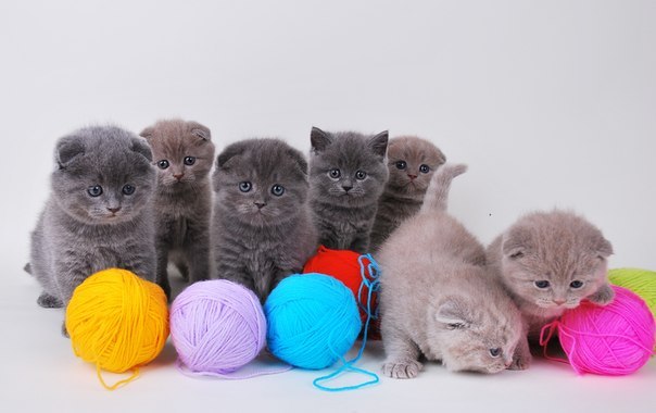 Екатерина Василенко | 