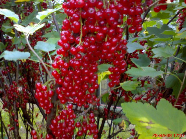 Марина Екимова | Псков