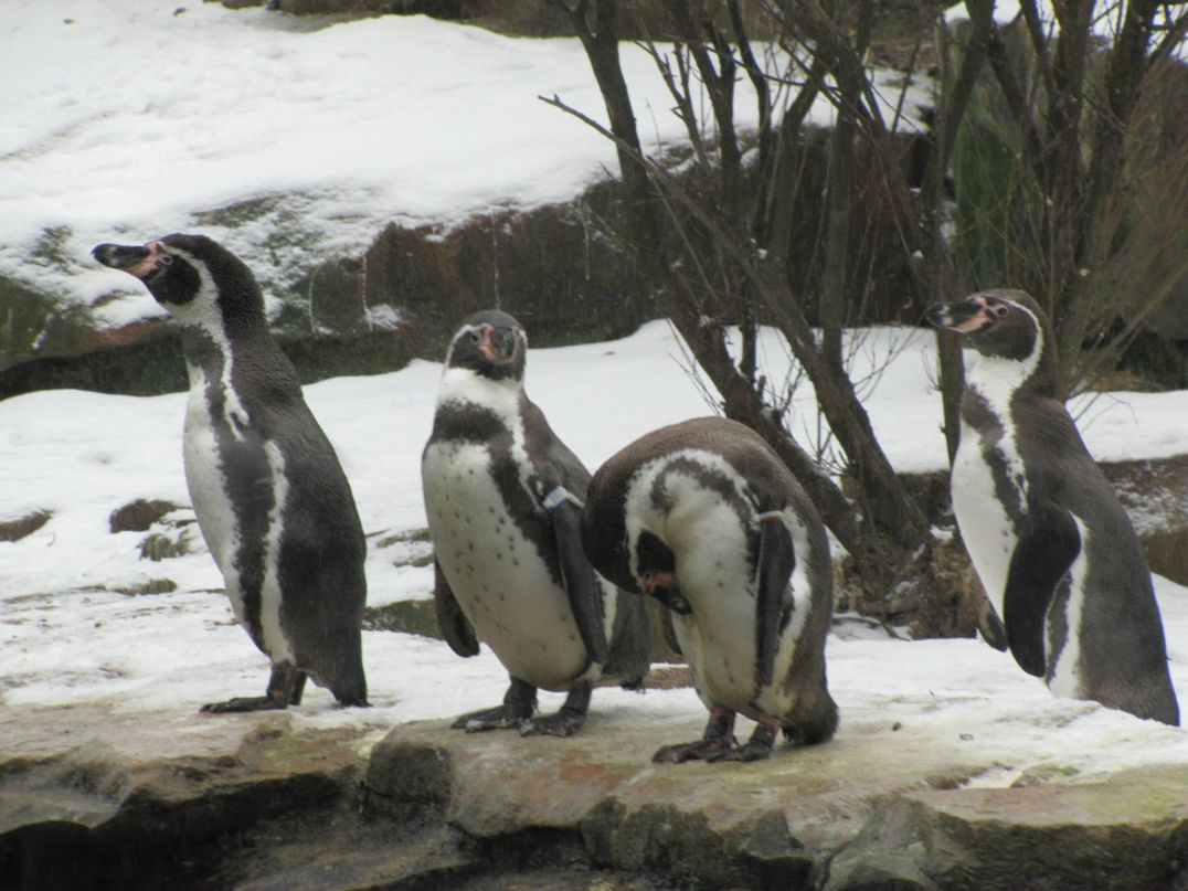 Андрей Резник | Москва