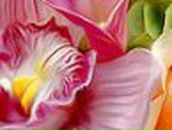 Антонина Хальзева | 