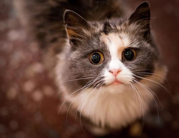 Ирина Тышкевич | Санкт-Петербург