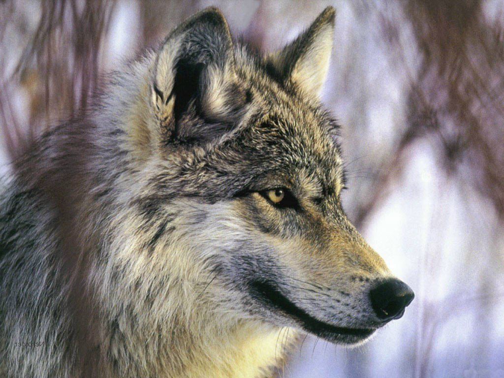 Айназ Самигуллин Ильдар улы | Нижнекамск