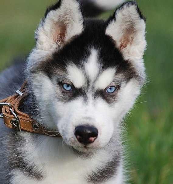 Максим Чернышёв | Иркутск