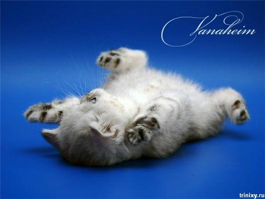 Макс Гусин ++++ | Москва