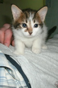 Андрей Чернов