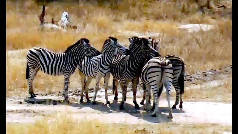 Зебры Нежность в чёрно белую полоску Zebras Tenderness is striped in black and