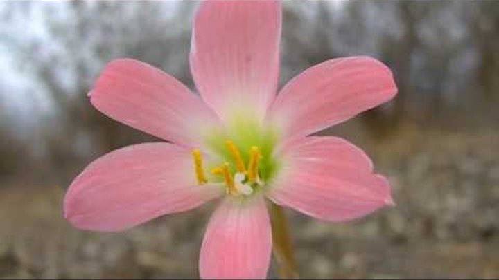 Cebolinha Brava Flora do