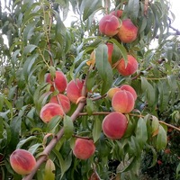 Алекс Новокаховский