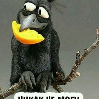 Роман Кашин | 