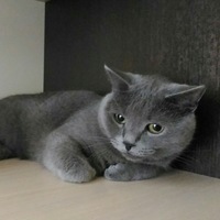 Елена Корягина