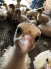 Золотой Телёнок - ферма в деревне Поджигородово