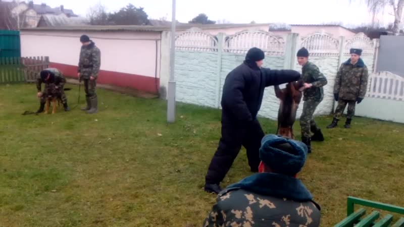 Дресировщик с меня не получился)