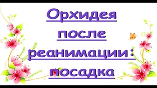 ОРХИДЕЯ после РЕАНИМАЦИИ:сажаю белый БигЛип после ОРХО-безобразия.