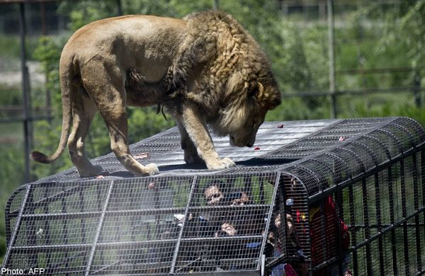 Экстремальная прогулка по чилийскому зоопарку Safari Lion Zoo Обычный городской зоопарк имеет вполне стандартный вид с любопытством разглядывая животных, люди прогуливаются по аллеям, а