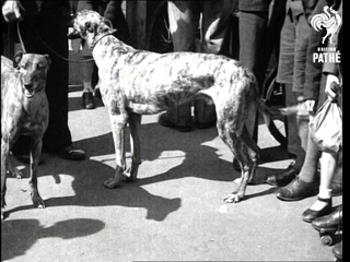 Dogs Aka Club Row Issue Title - Very Doggy! (1944)