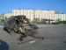Саня Разгулов фотография #37