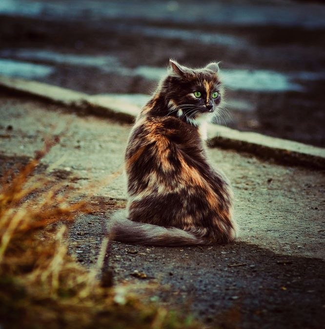 Екатерина Лузина | 